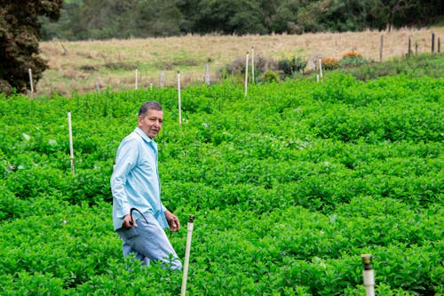 Elderly Man Walking on Farm while Holding a Sickle