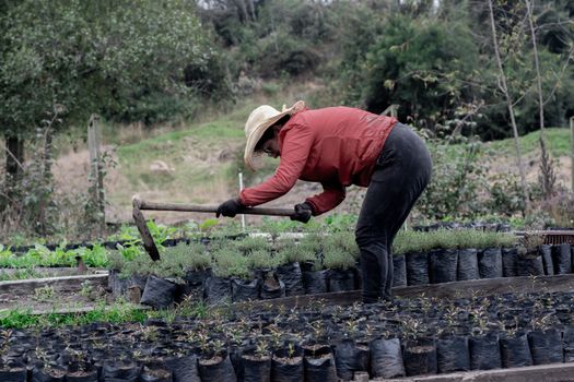 Woman Using Hoe in a Garden with Saplings