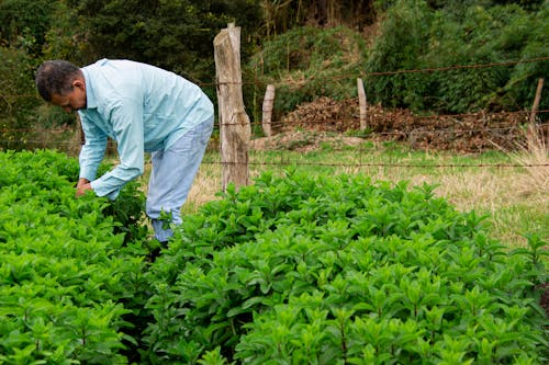 Základová fotografie zdarma na téma farma, farmář, muž