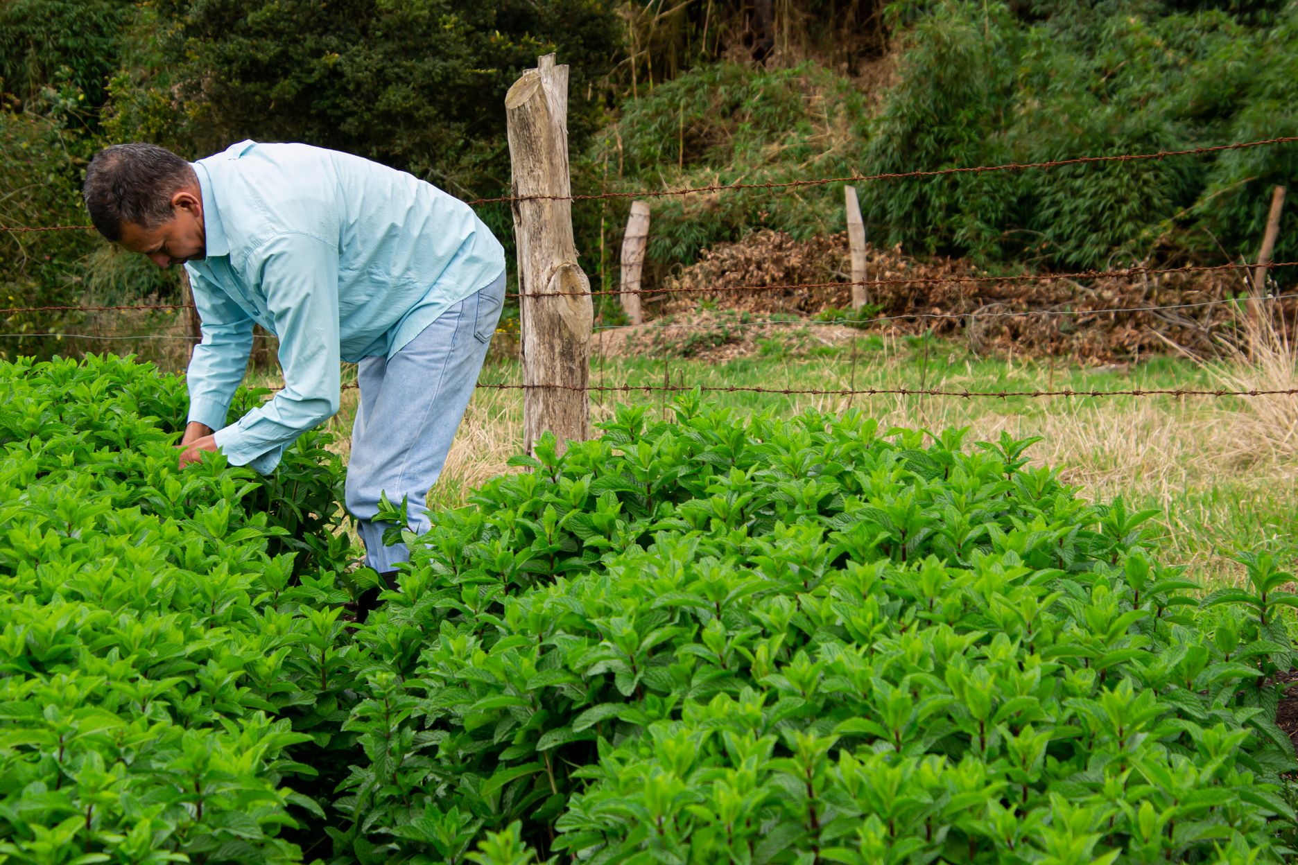 Farmer using mobile app in field