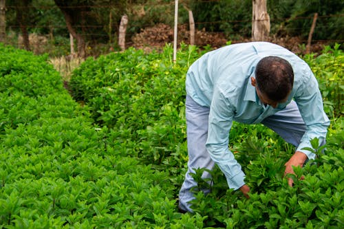 Man in Blue Denim Jeans Gardening on Farm