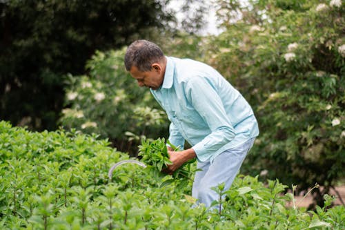 Man in Green Dress Shirt Harvesting Fresh Leaves of Plants