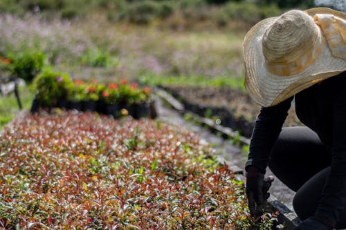 Foto profissional grátis de aumento, canteiro de flores, chapéu