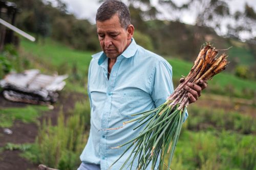 Free A middle-aged farmer holds a bunch of freshly harvested scallions in a lush green field. Stock Photo