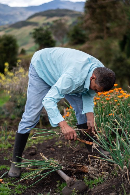 Free A man farming in a rural field, harvesting plants with scenic mountains in the background. Stock Photo