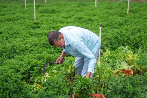 Man in Blue Dress Shirt Harvesting Green Plants