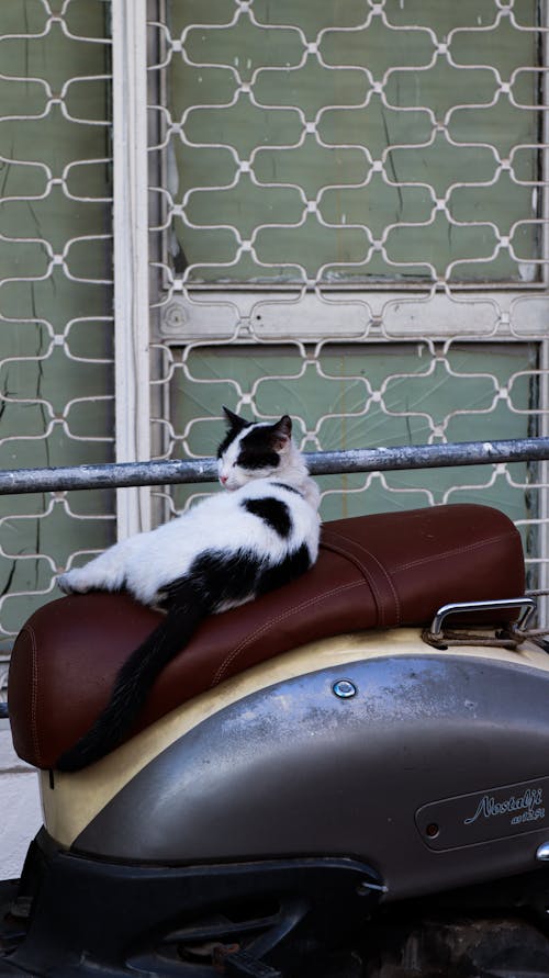 Black and White Cat Sitting on Motorcycle