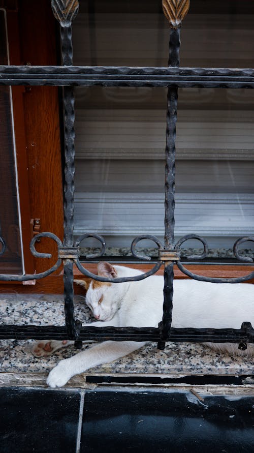 Cat Lying Under Iron Fence 