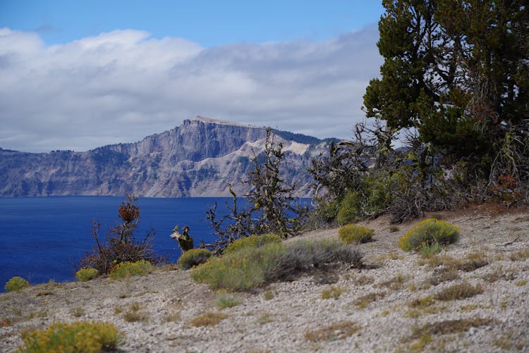 Green Trees Near Blue Body Of Water