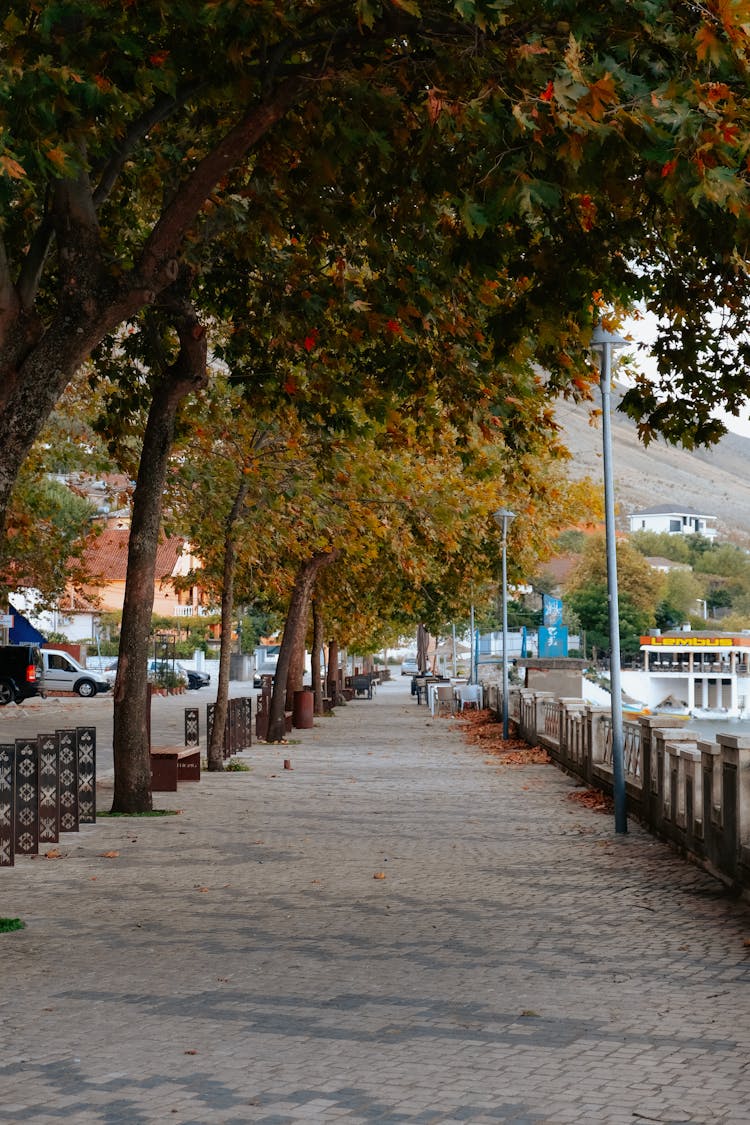 Trees Over Empty Pavement In Autumn