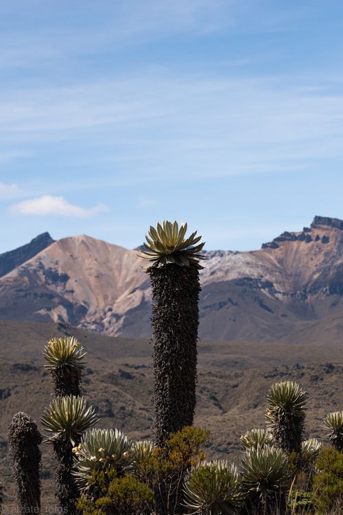 Free Frailejones plants in front of Andean mountains, showcasing unique flora and rugged terrain. Stock Photo