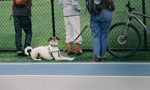 Dog Sitting on Grass Field