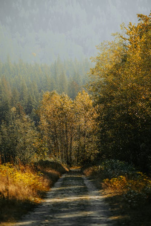 Country Road and Autumn Forest 