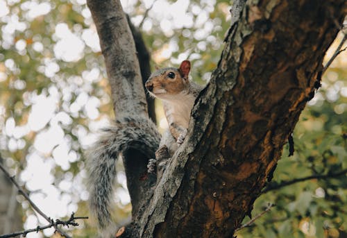 Squirrel on Tree Trunk in Close Up Photography