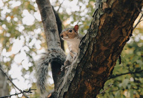 リス, 動物, 動物の写真の無料の写真素材