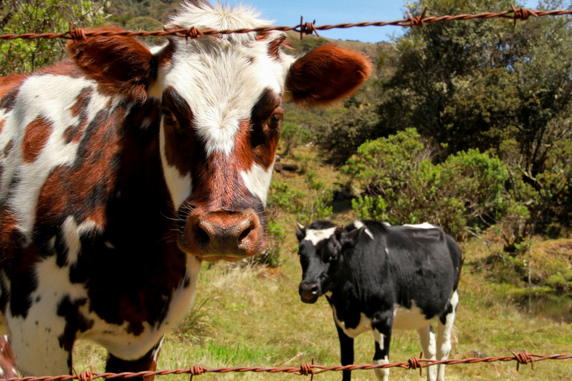 Zwerfstroom kan dierenleed veroorzaken bij vee
