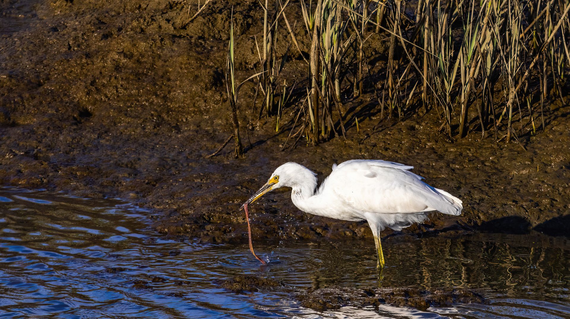 Egret Eating a Worm on Body of Water