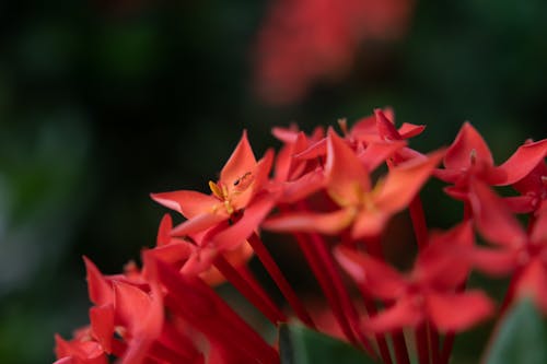 Immagine gratuita di fiori, formica, macrofotografia