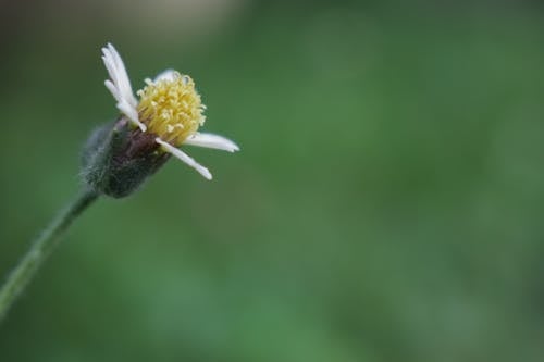 Free stock photo of flowers, macro photography