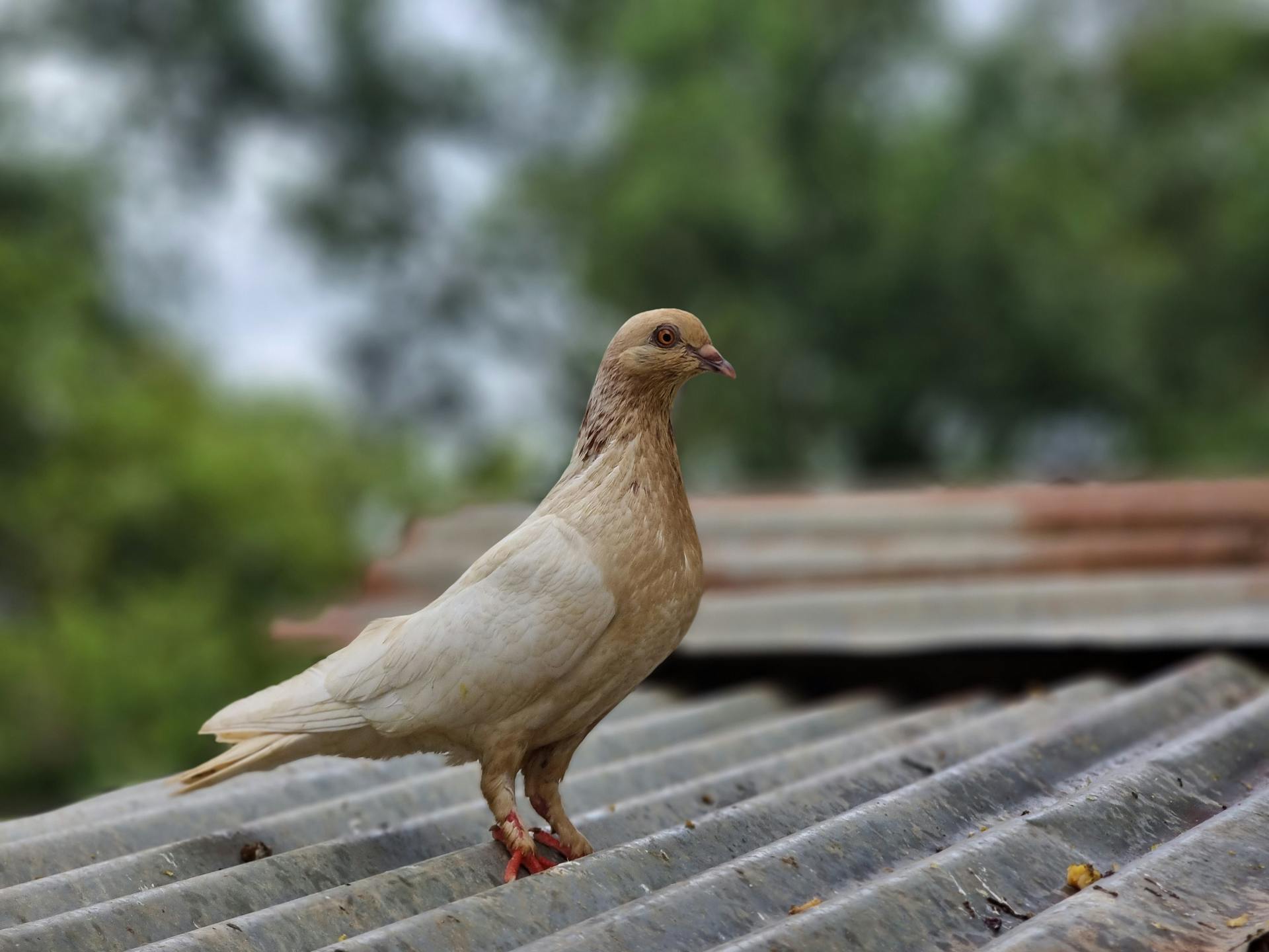 A detailed close-up of a pigeon perched on a corrugated metal roof against a blurred natural background.