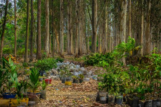 Explore a lush forest with scattered potted plants in Brazzaville, Congo, captured vividly.