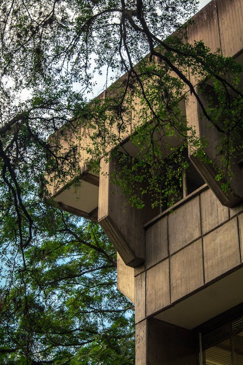 Green Tree Near Concrete Building