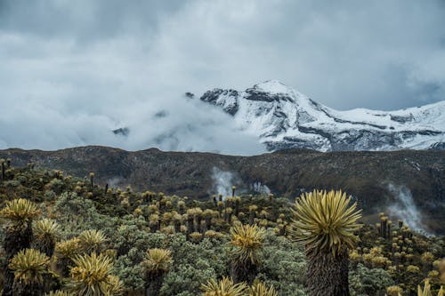 A Field of Frailejones with a Snow Covered Mountain in Background