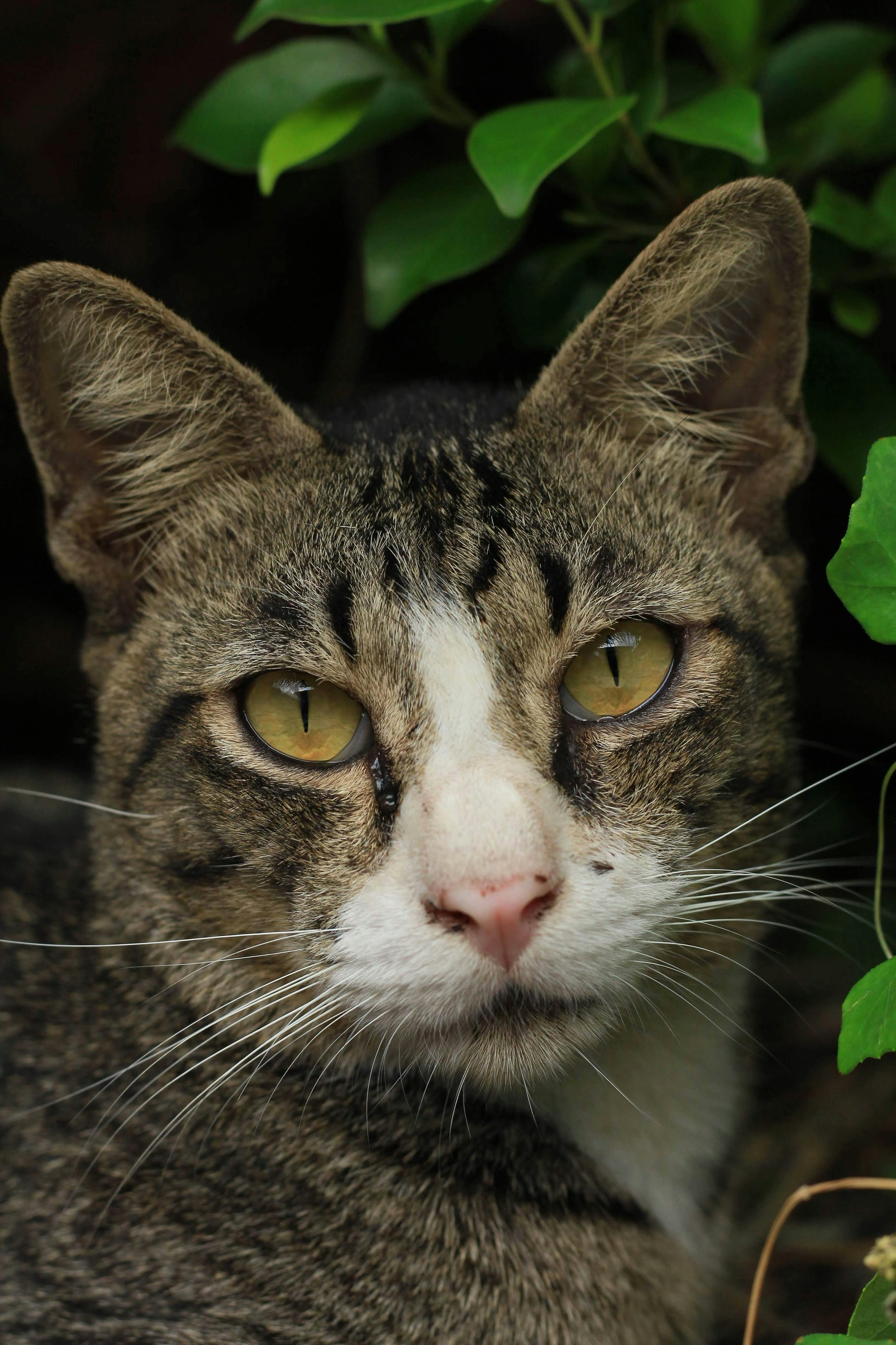 a close up shot of a tabby cat