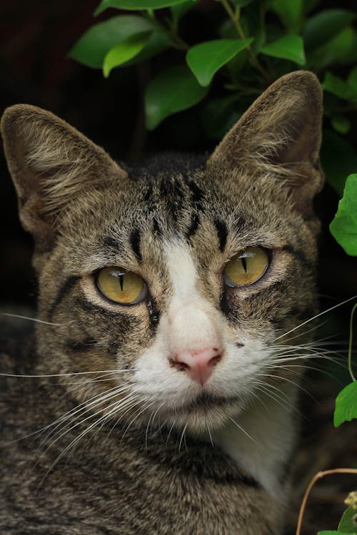 A Close-Up Shot of a Tabby Cat