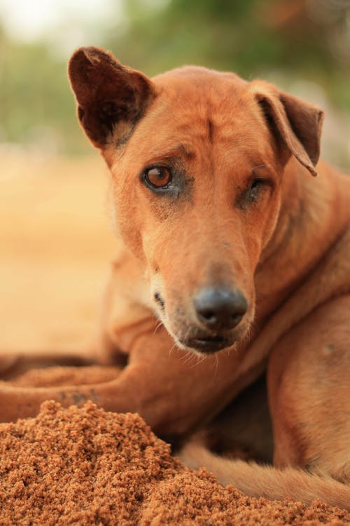 A Close-Up Shot of a Brown Disabled Dog