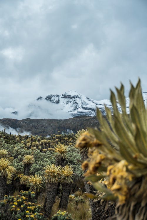 A Field of Frailejones with a Snow Covered Mountain in Background