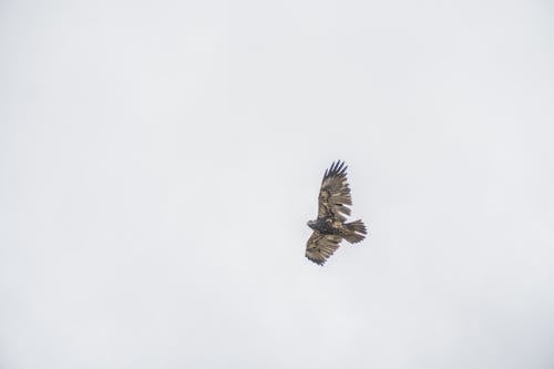 Low Angle View of an Eagle Flying