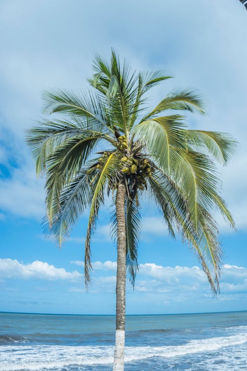 Základová fotografie zdarma na téma kokosová palma, malebný, modrá obloha