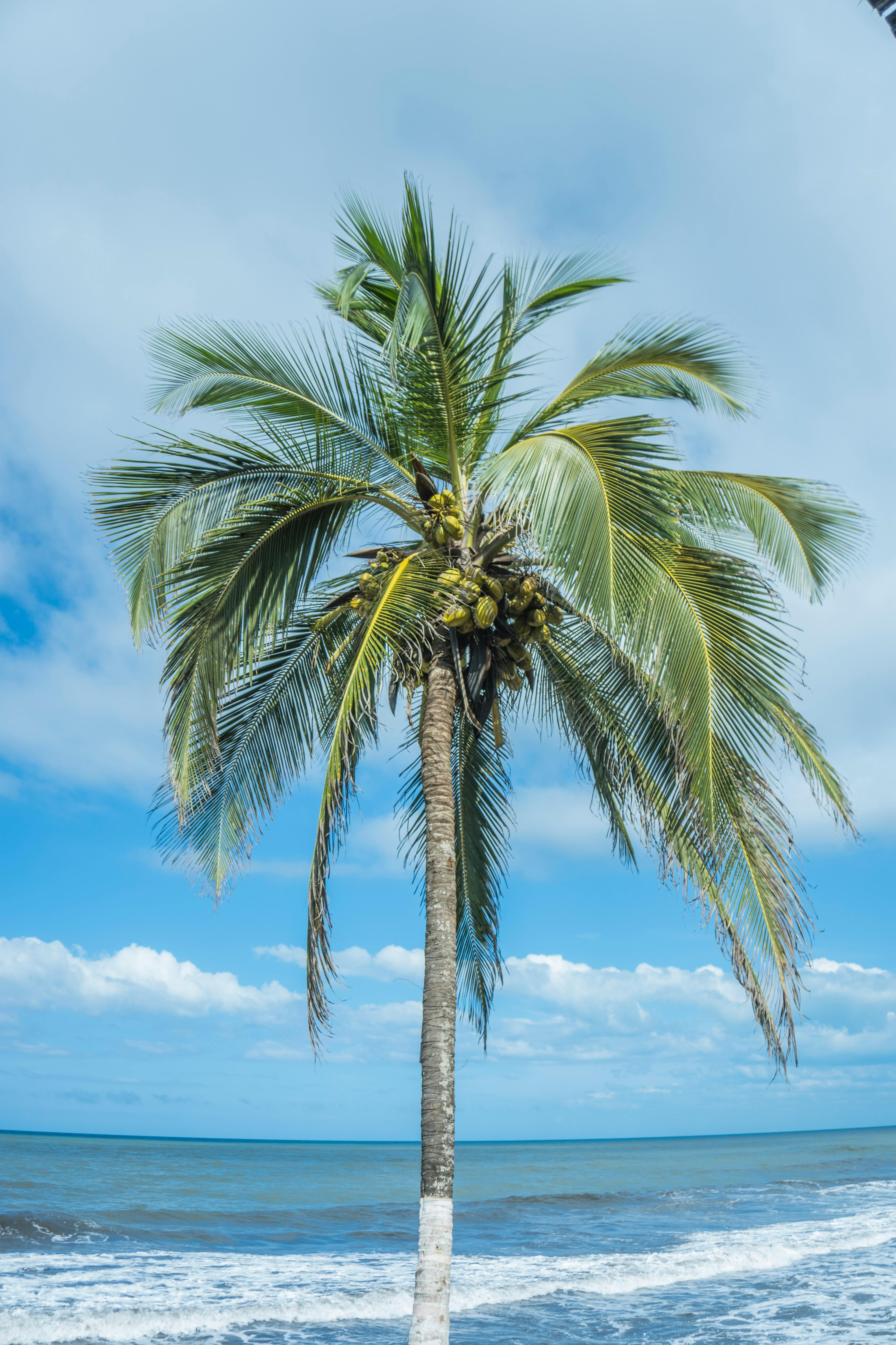 single coconut tree wallpaper