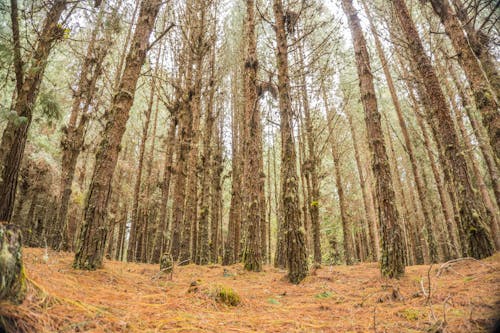 Tall Trees in a Forest