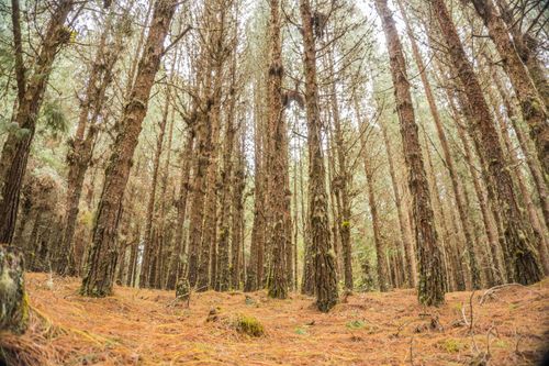 Free Explore the serene beauty of a tall pine forest during autumn. Ideal for nature lovers. Stock Photo