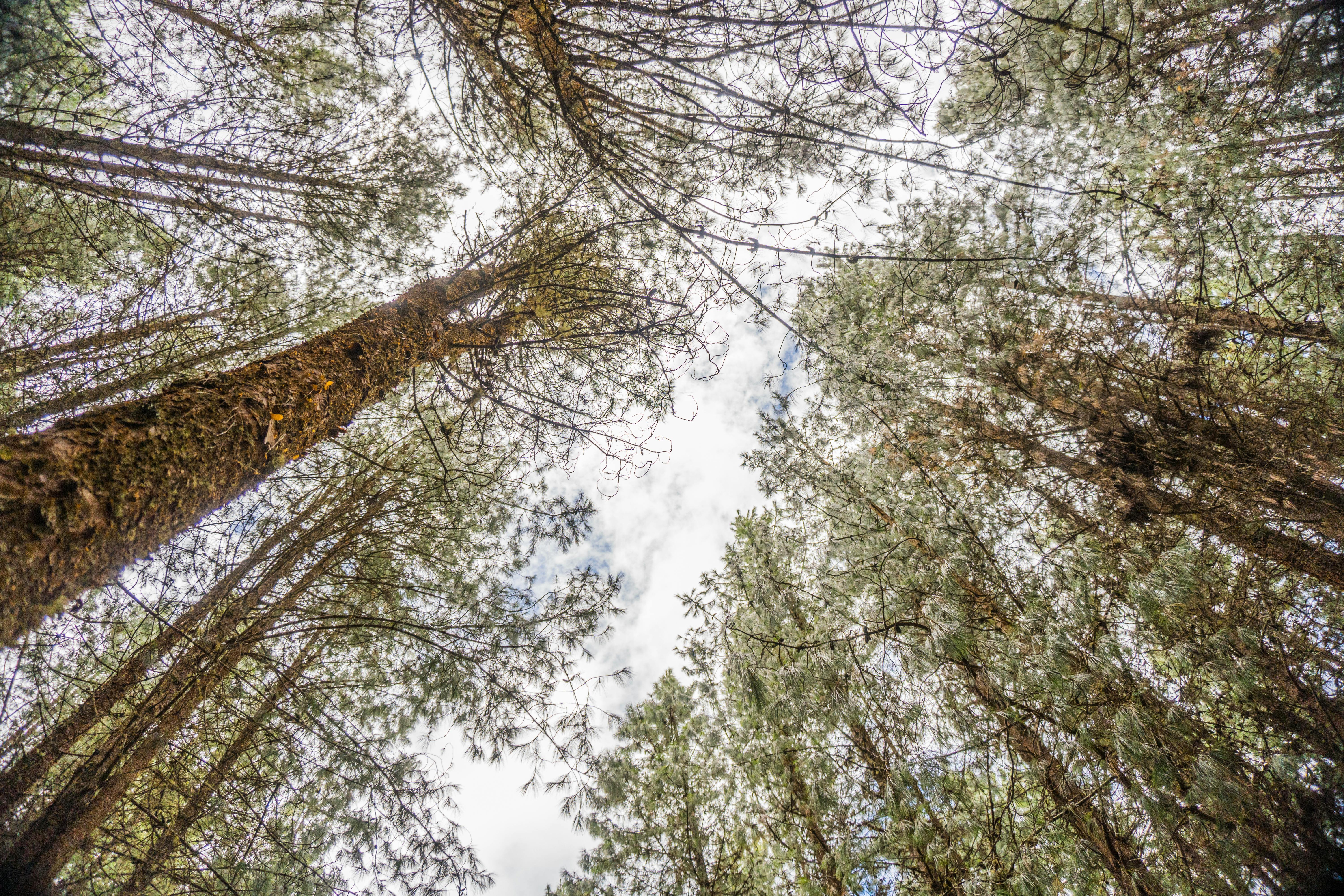 Tall Trees in a Forest