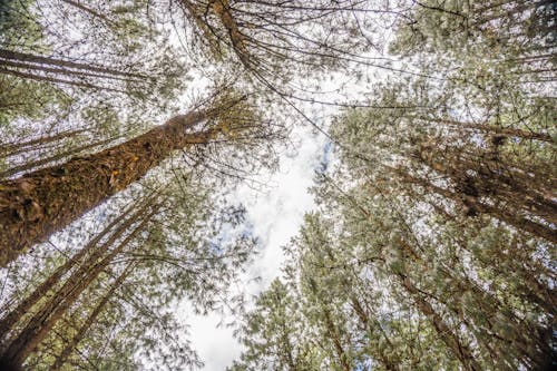 Tall Trees in a Forest