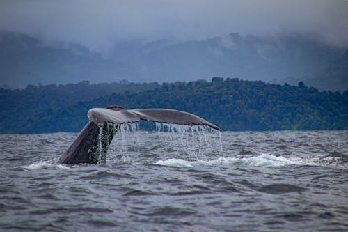 Foto d'estoc gratuïta de balena, balena geperuda, balenes