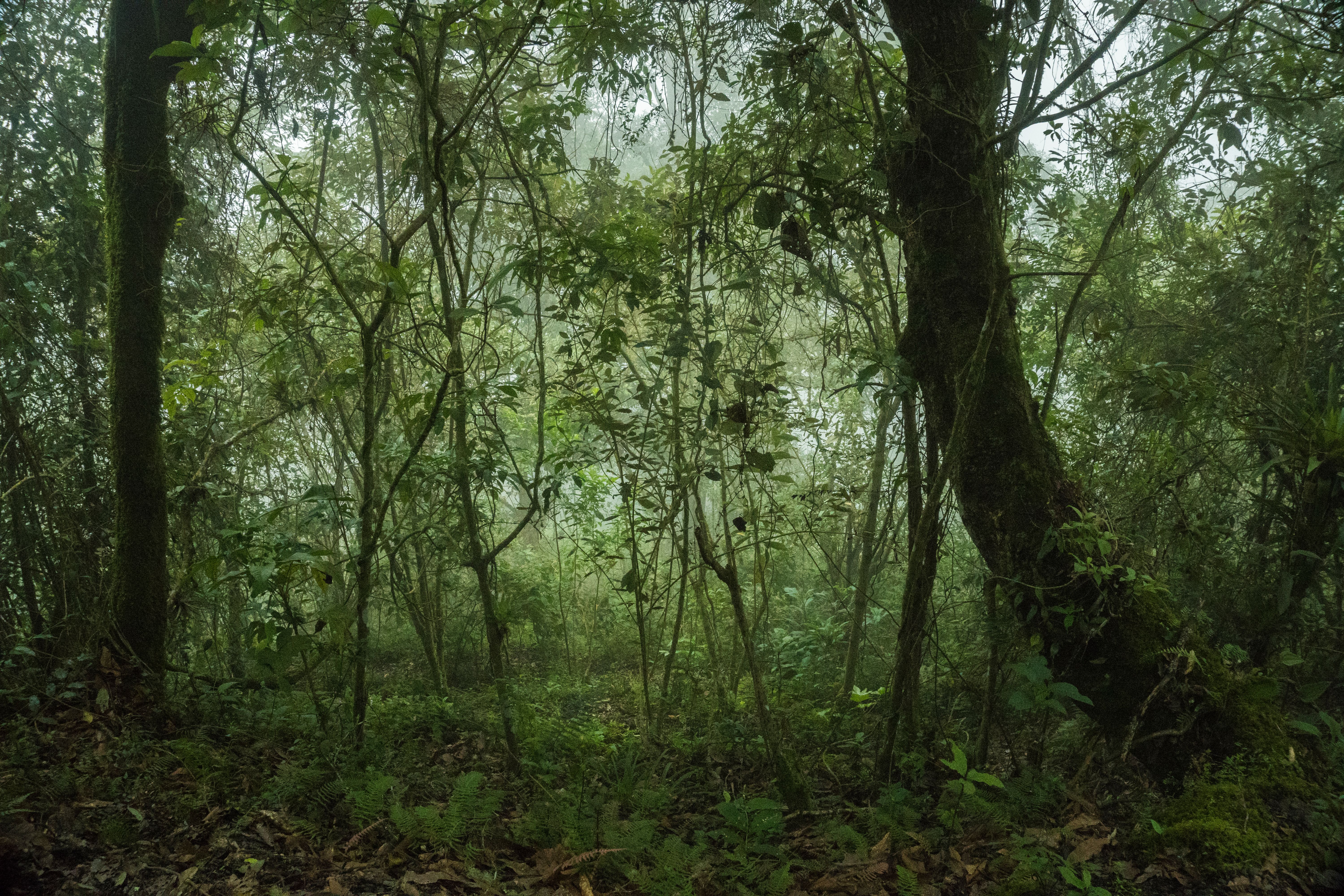Mossy cloud forest trees above 2000 metres in the Montecillos reserve, La Paz, Honduras