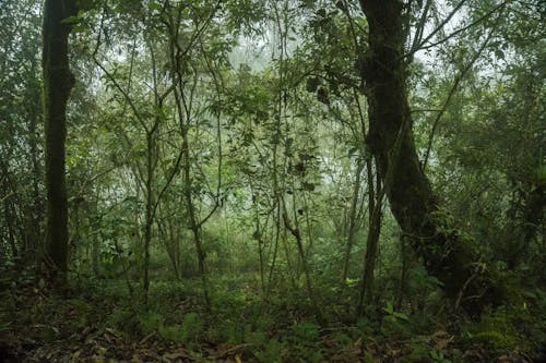 Fotobanka s bezplatnými fotkami na tému flóra, lesy, príroda