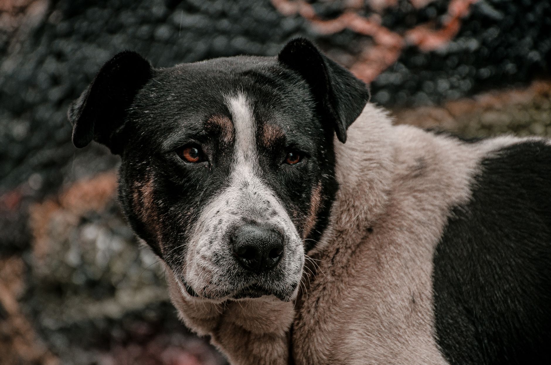 Portrait of a dog at a veterinary clinic