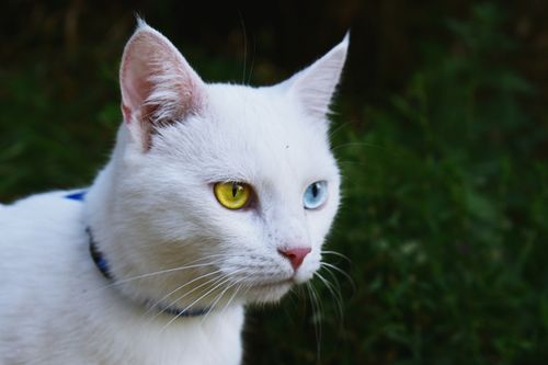 Free A white cat with heterochromia and a collar gazes outdoors, showcasing striking blue and yellow eyes. Stock Photo