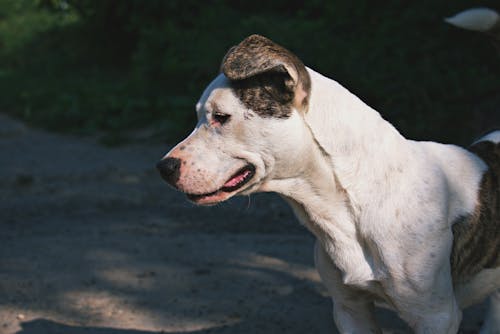 灰色のコンクリート表面にミディアムショートコートの白とブリンドルの犬