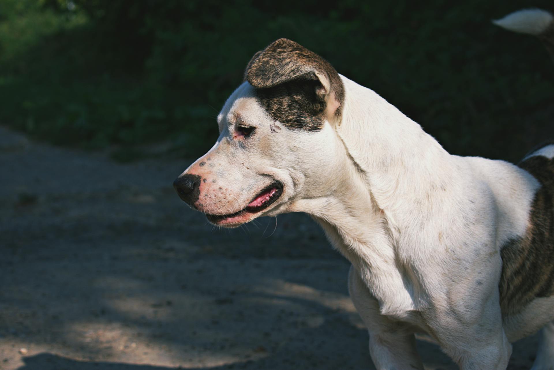 Medium Short-coated White and Brindle Dog on Gray Concrete Surface