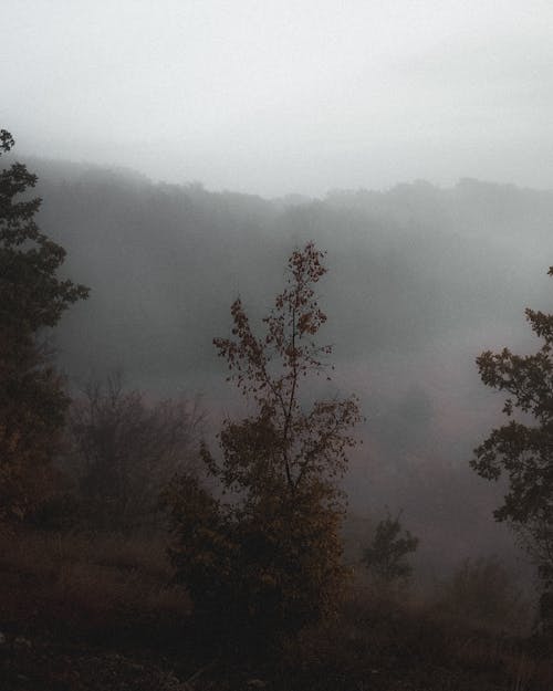 Fotos de stock gratuitas de al aire libre, arboles, con niebla