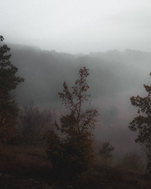 Green Trees Covered With Fog