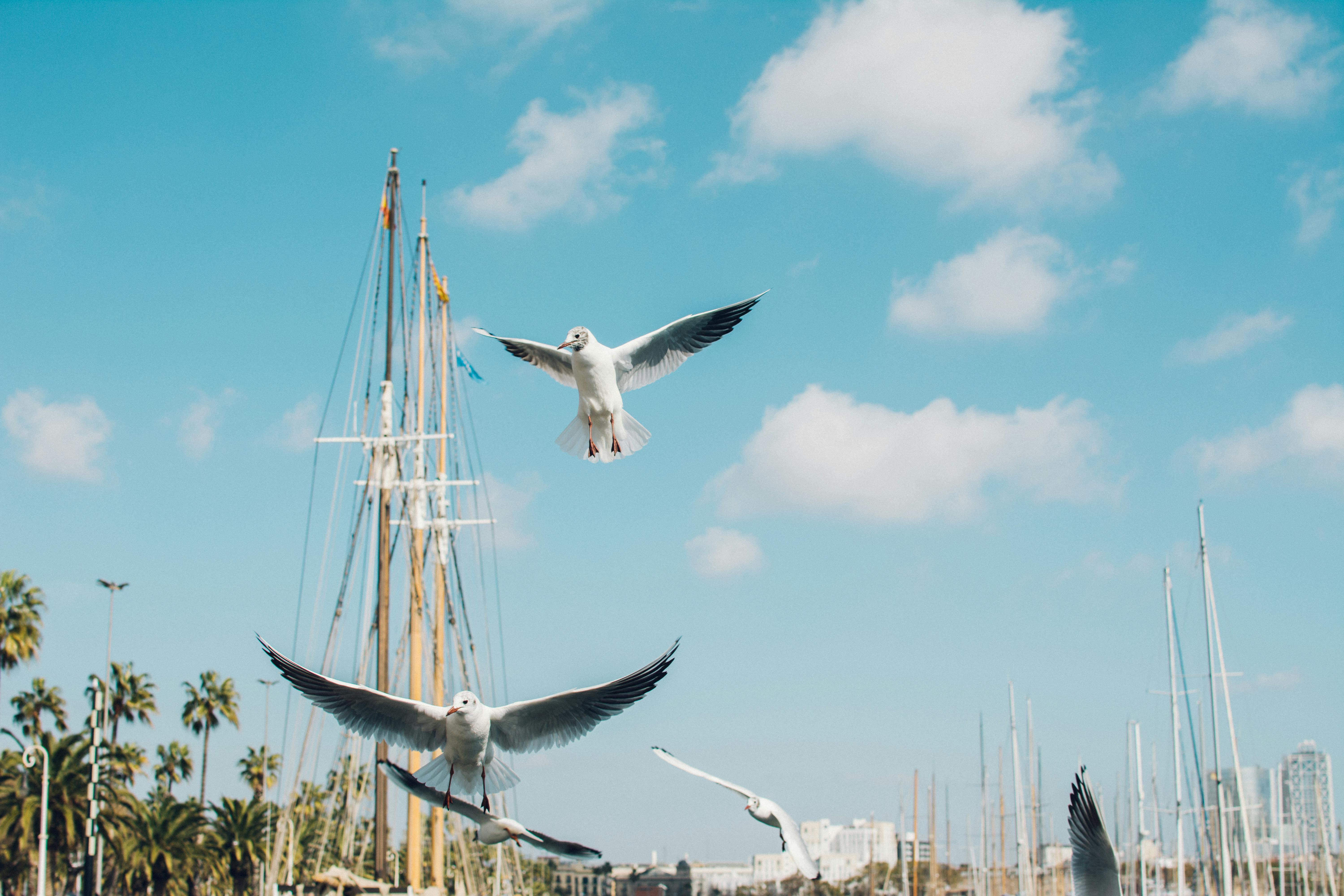 在西班牙巴塞罗那，海鸥在充满活力的码头边翱翔，天空是明朗的蓝色