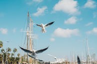 在西班牙巴塞罗那，海鸥在充满活力的码头边翱翔，天空是明朗的蓝色