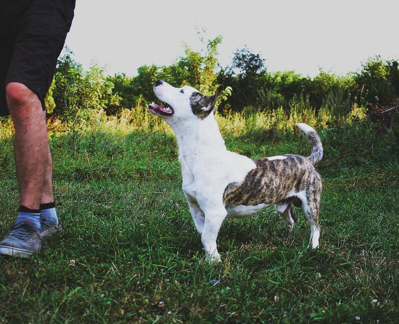 At Coleman Acres Ranch, we take pride in breeding and selling high-quality APBTs that are well-suited for family life and outdoor adventures.